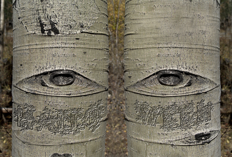 Tree Eyes